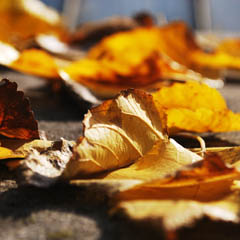 免费信息轰炸机